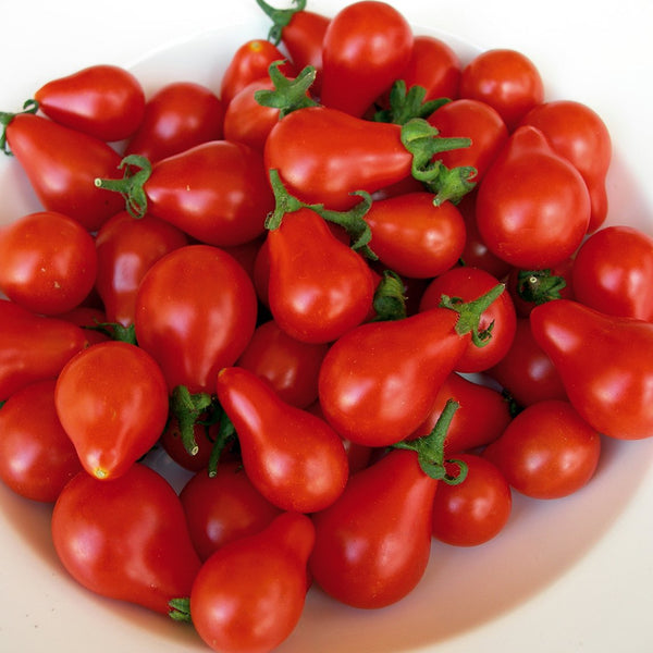 Tomato 'Red Fig' (Organic) - The Diggers Club