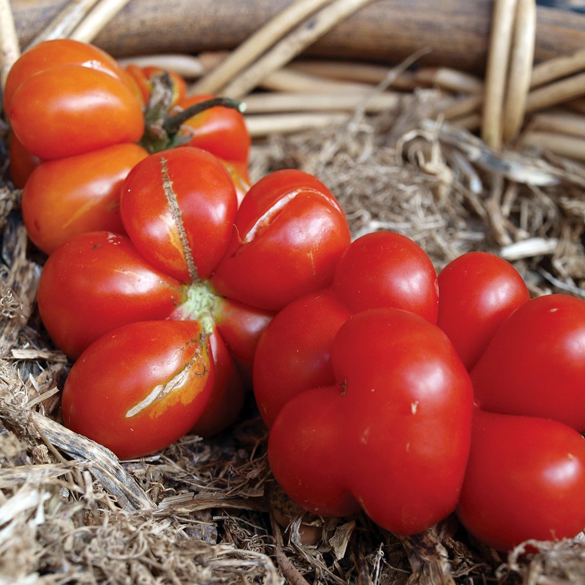 Tomato &#39;Reisetomate&#39;