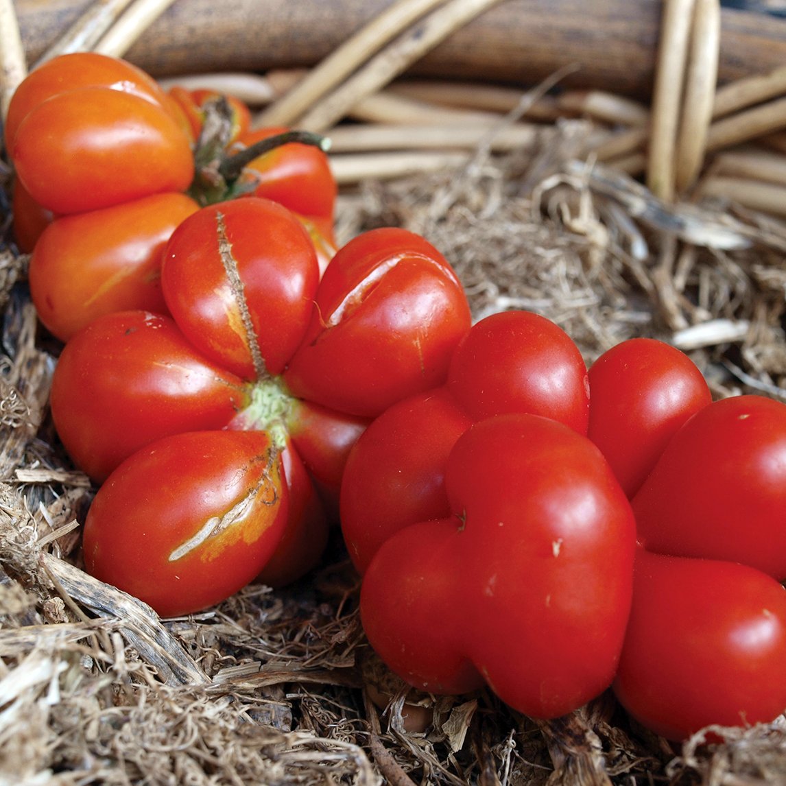 Tomato 'Reisetomate'