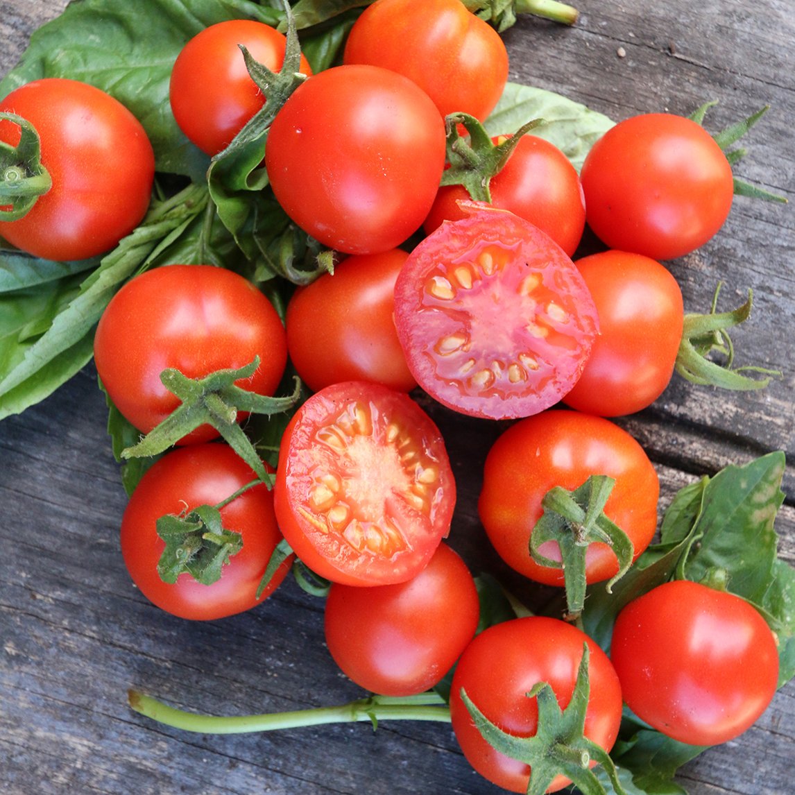 Tomato Tommy Toe