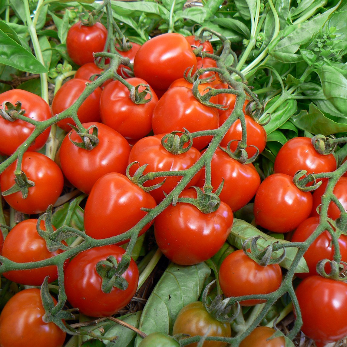 Tomato &#39;Valentine&#39;