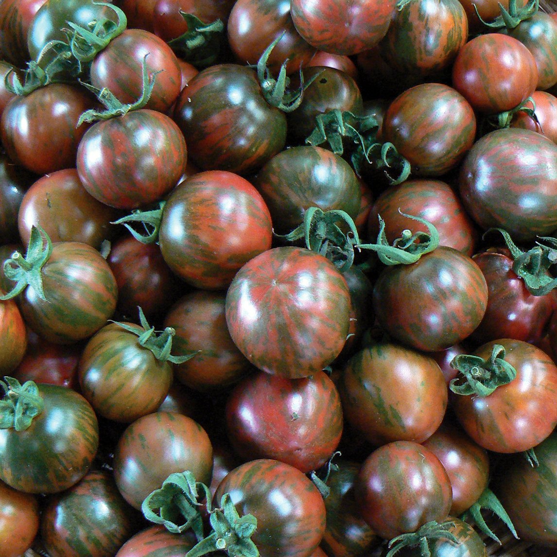 Tomato 'Violet Jasper' (Organic)