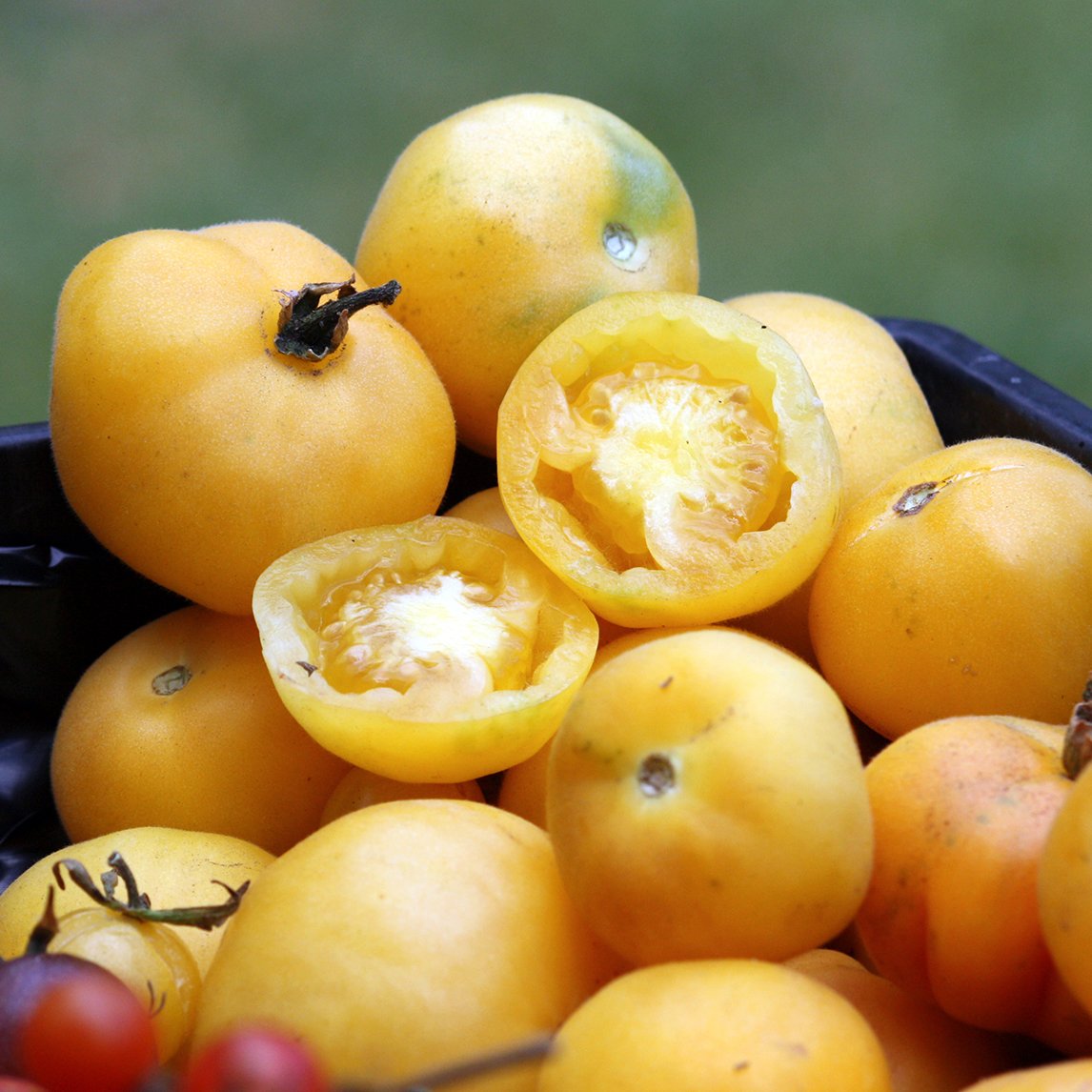 Tomato 'Wapsipinicon Peach' (Organic)