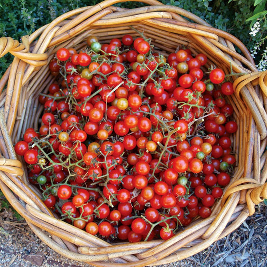 Tomato 'Wild Sweetie'