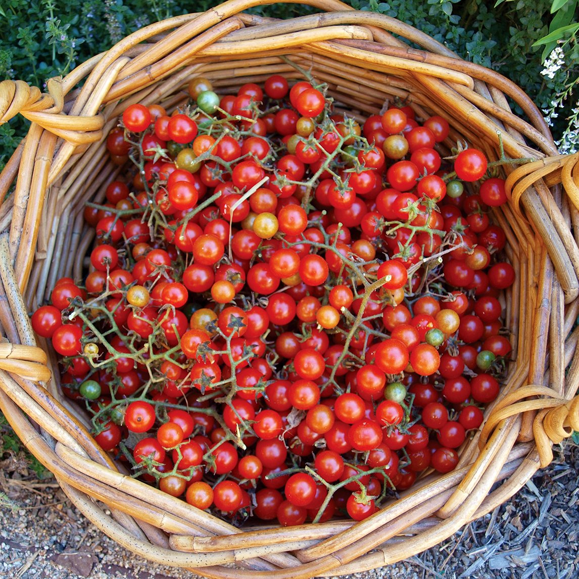 Tomato 'Wild Sweetie' (Organic)