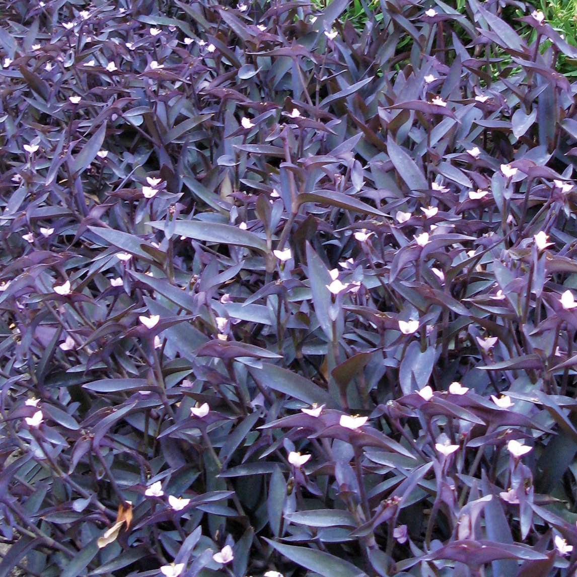 Purple shop ground cover