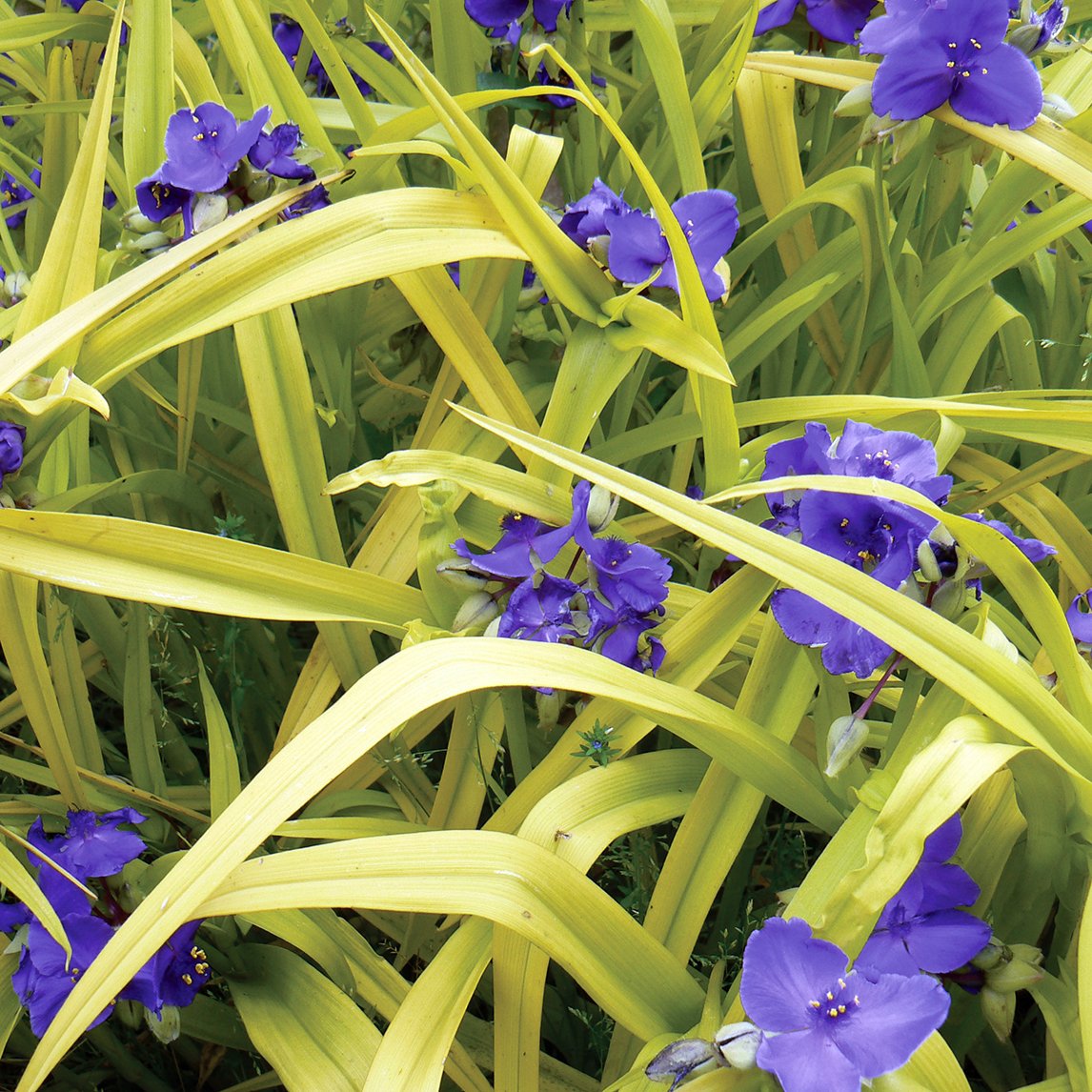 Tradescantia &#39;Sweet Kate&#39;