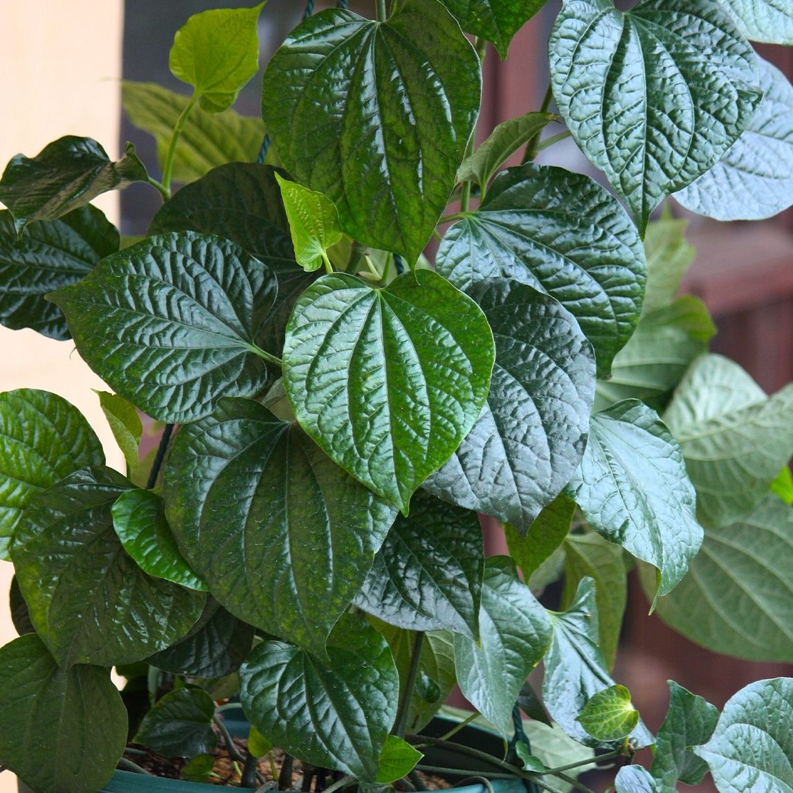 Trailing Betel Leaf Pepper