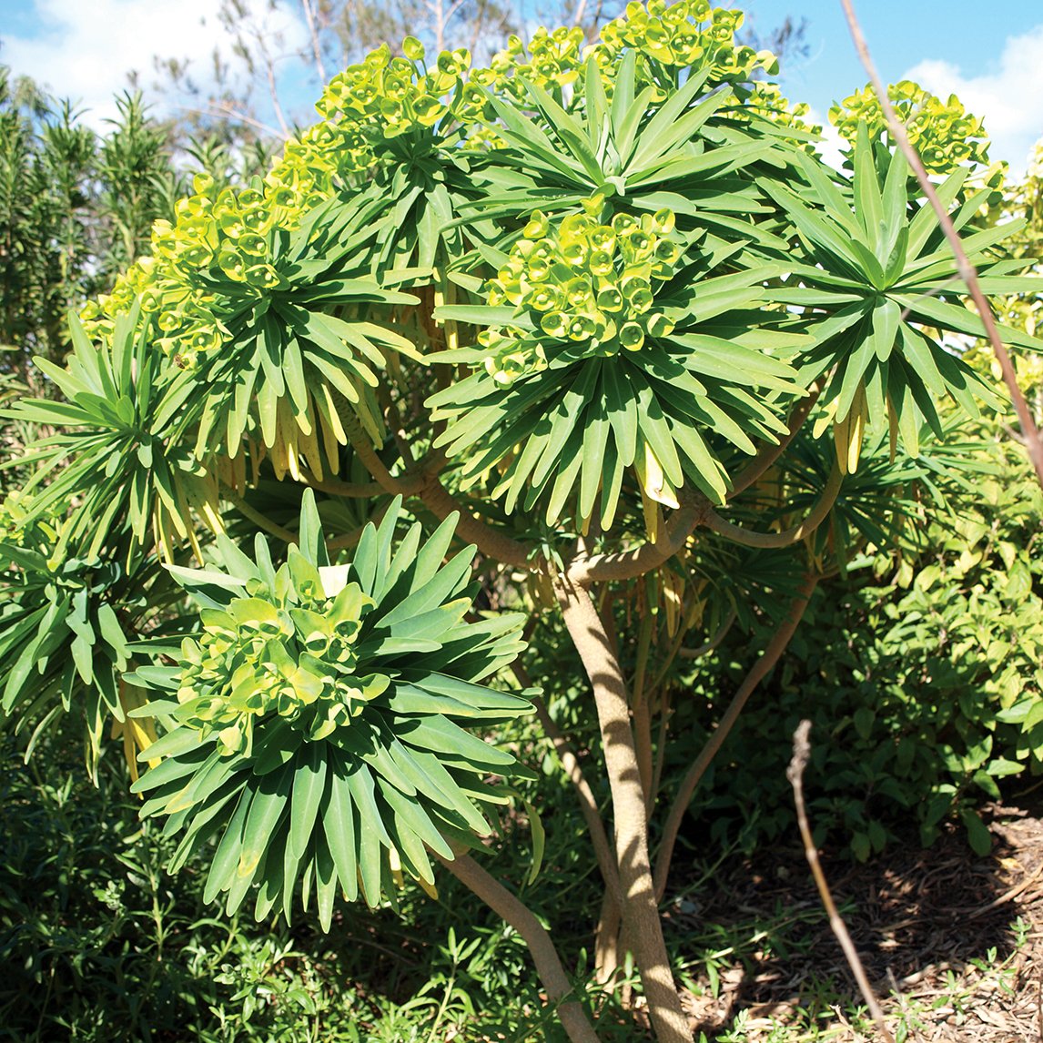 Tree Euphorbia