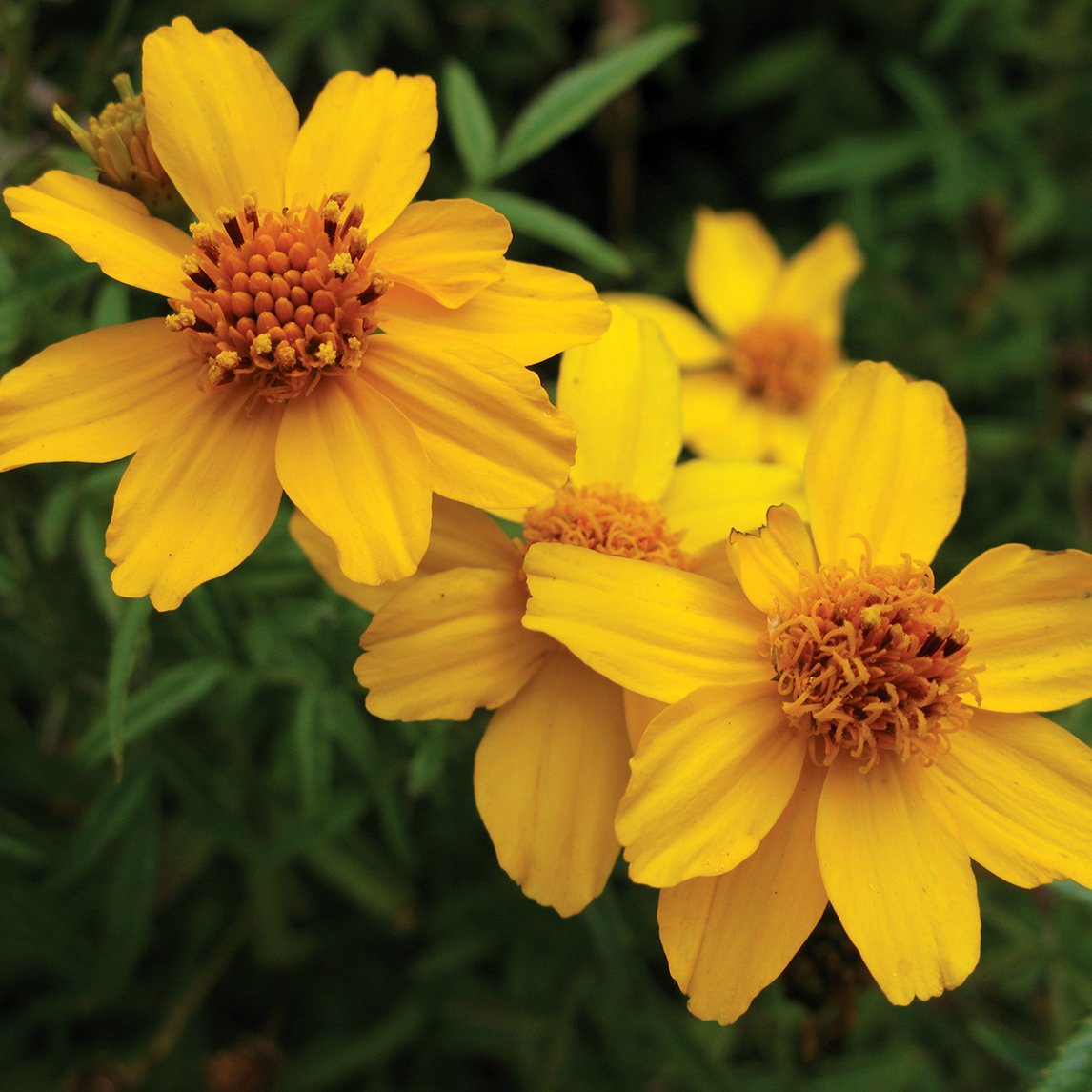 Tree Marigold