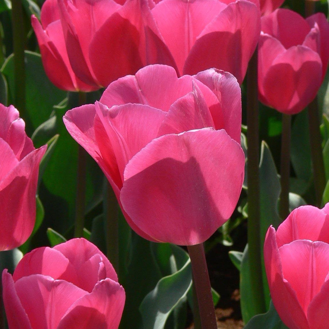 Tulip - The Diggers Club