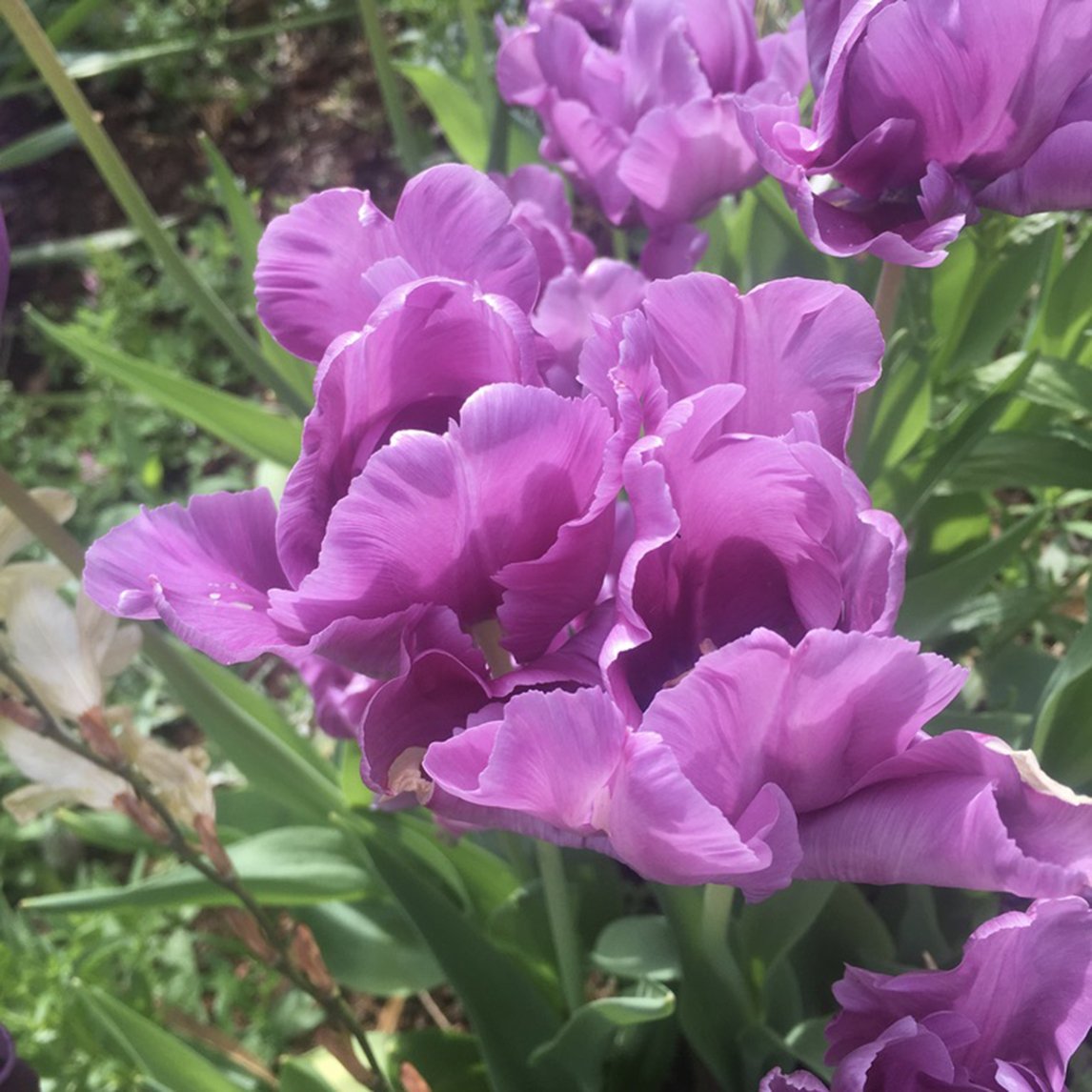 Tulip 'Blue Parrot' (5 Bulbs)