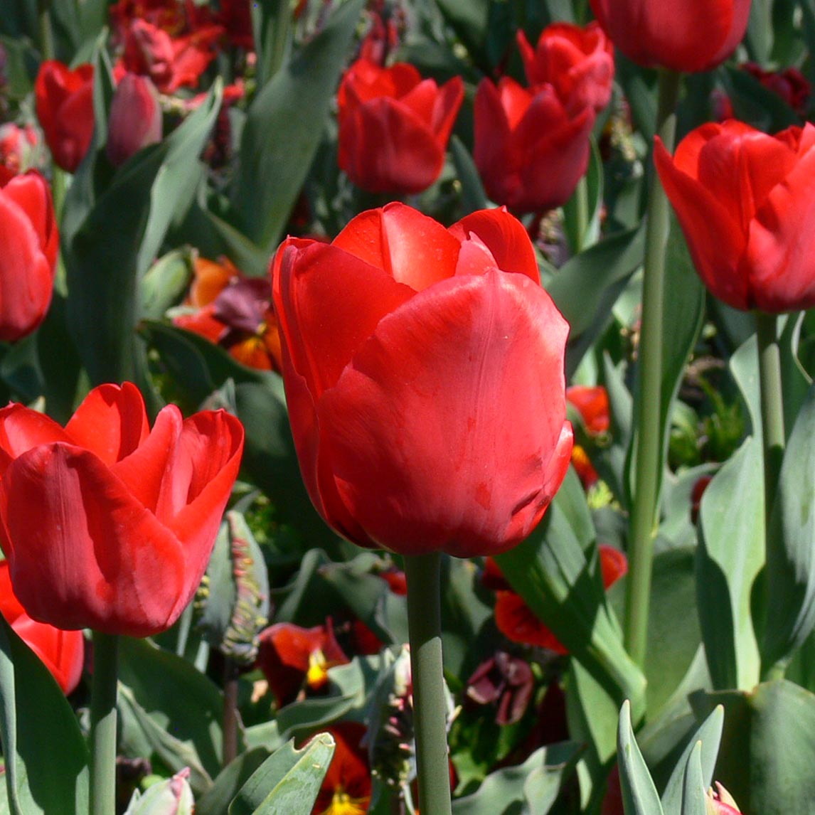 Tulip &#39;Ile De France&#39;