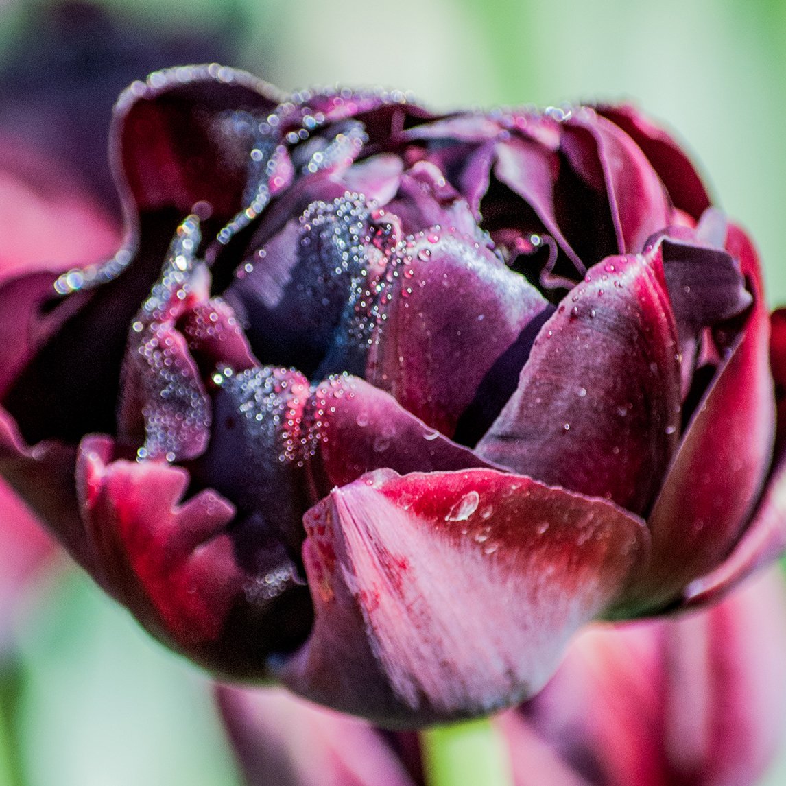 Tulip 'Palmyra' (5 Bulbs)