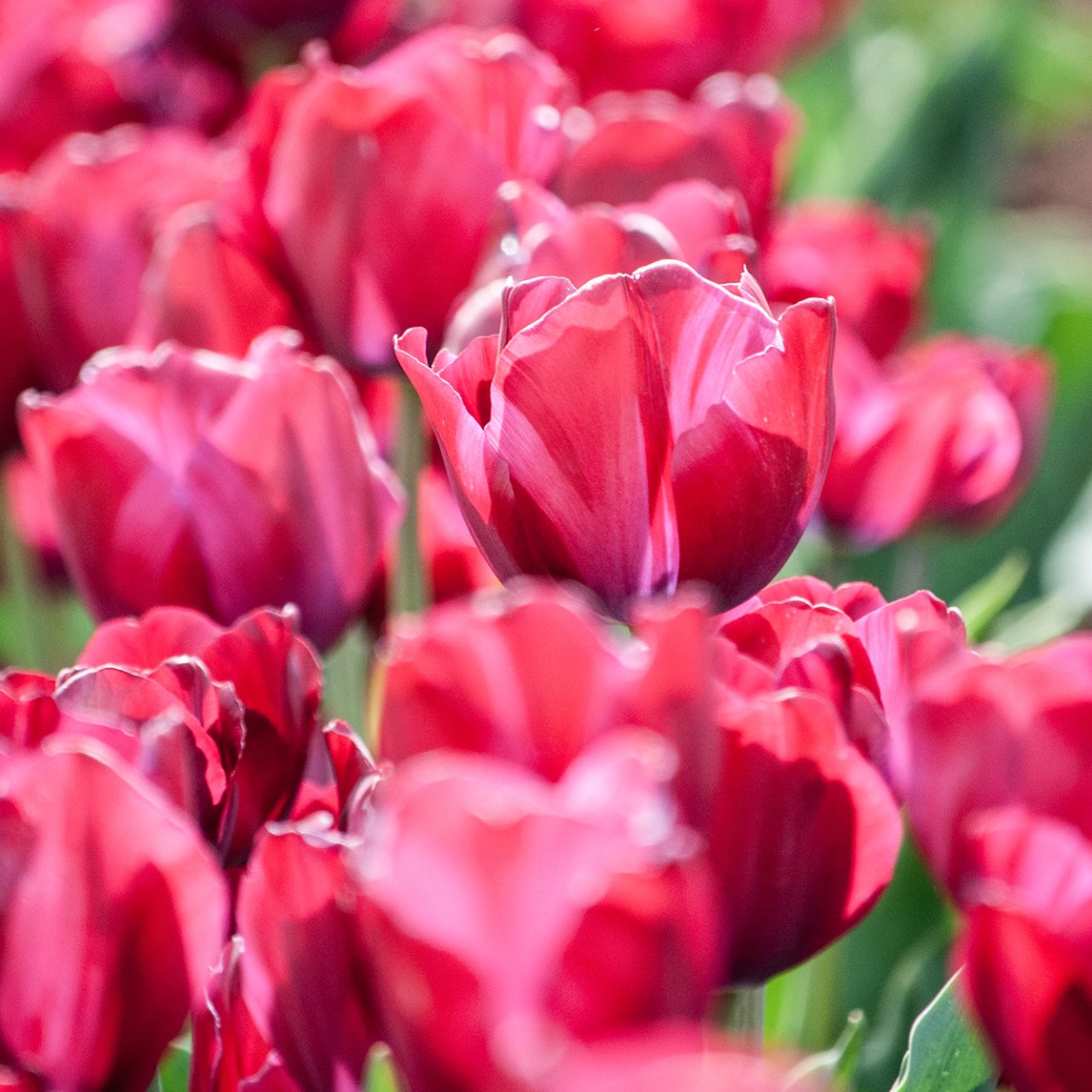 Tulip 'Red Saigon’ (5 Bulbs)