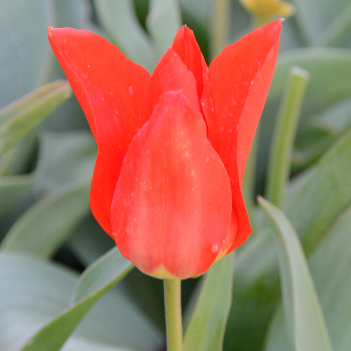 Rockery Tulip 'Princeps' (3 Bulbs)
