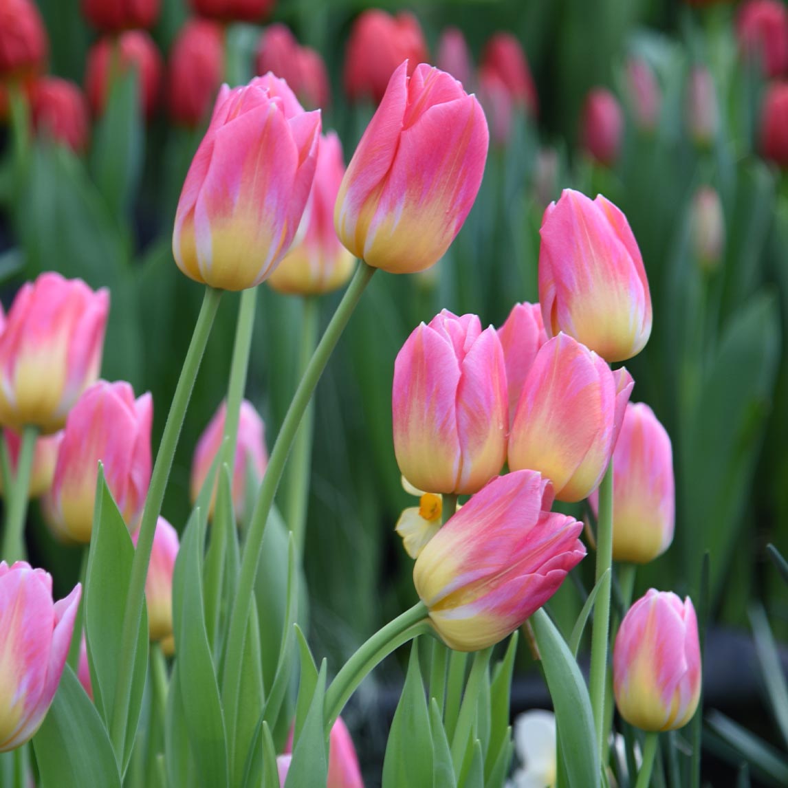Tulip &#39;Tom Pouce&#39;