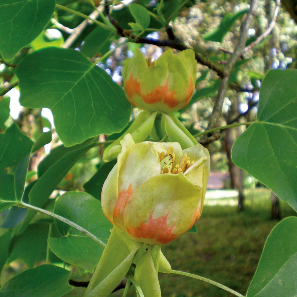 Tulip Tree