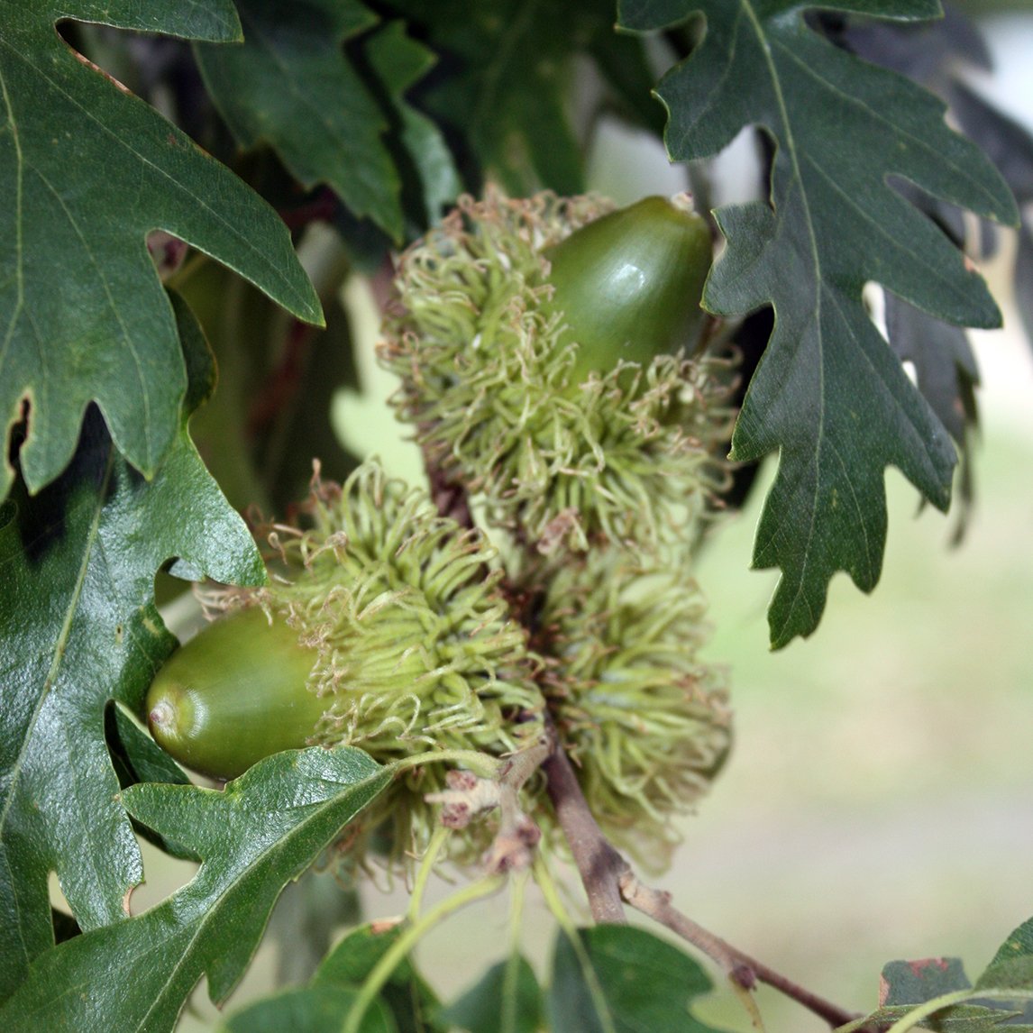 turkey_oak_woat