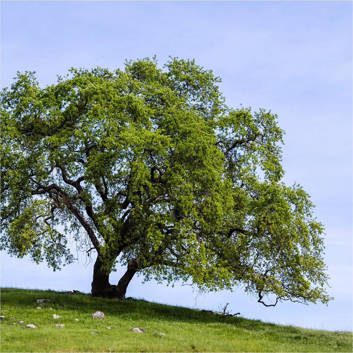 Valley Oak