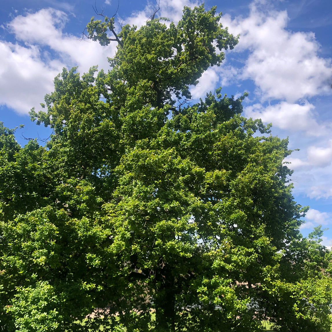 Valonia Oak