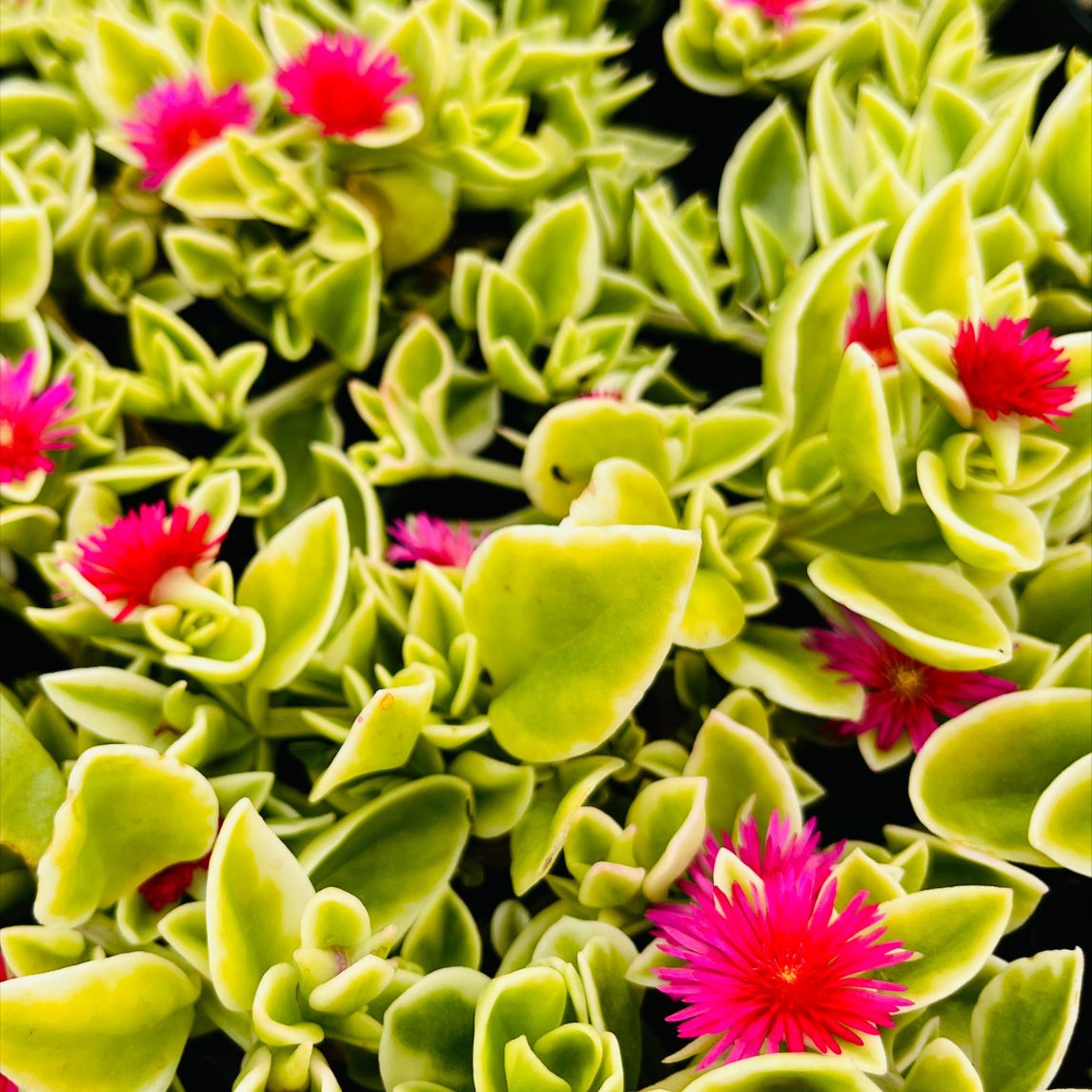 Variegated Sun Rose