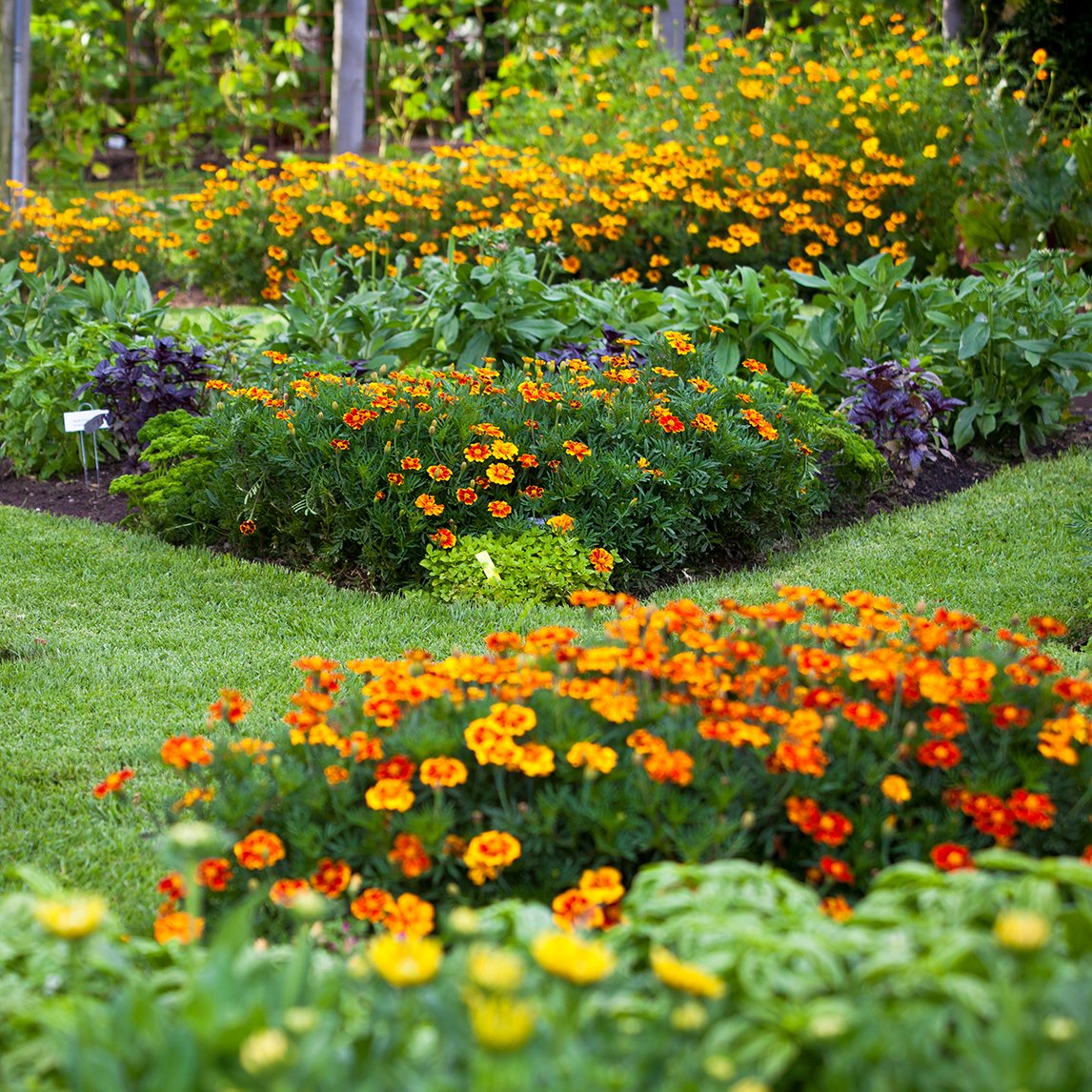 Image of Calendula companion plant for ranunculus