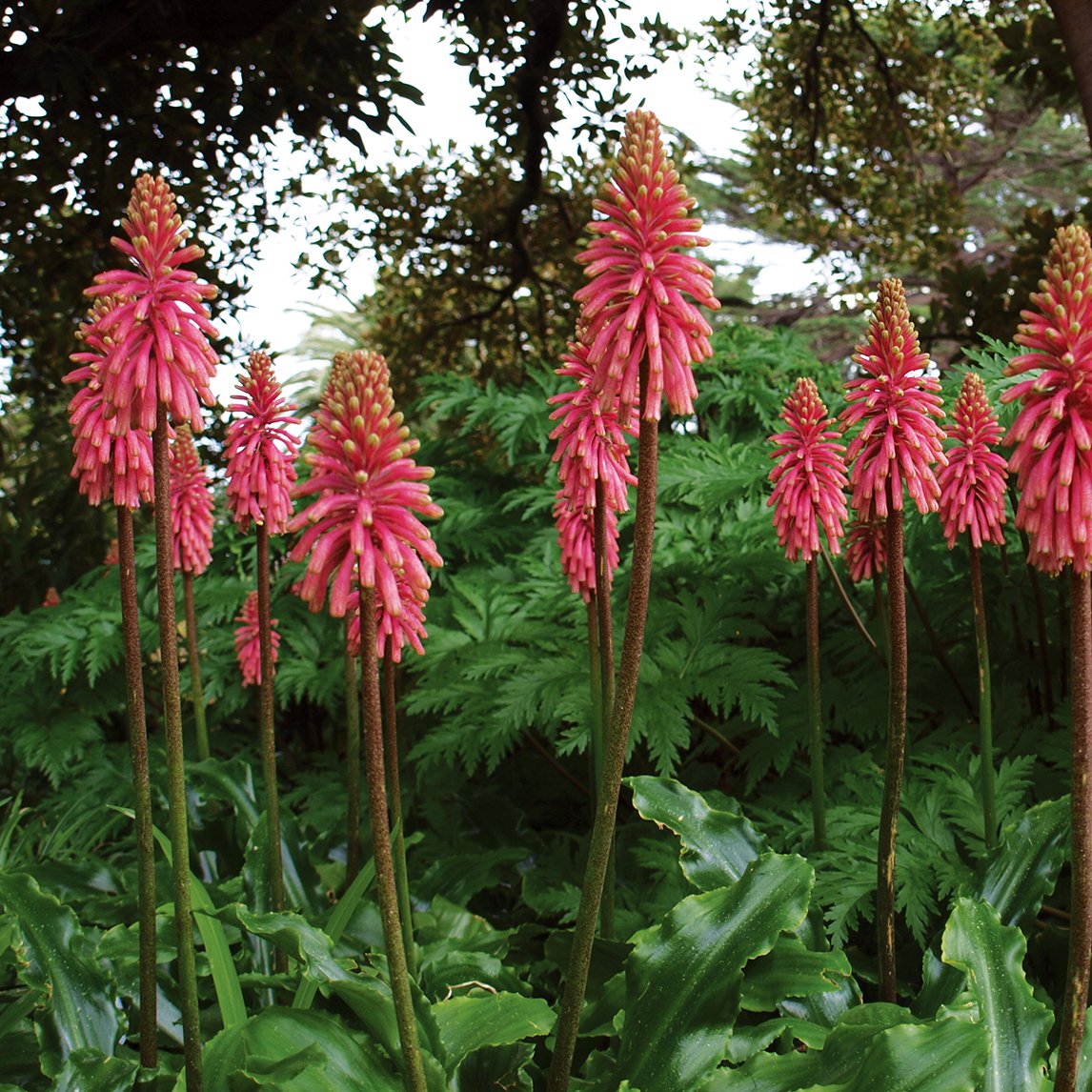 Veltheimia bracteata