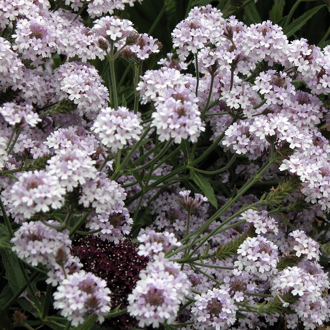 Verbena 'Polaris'