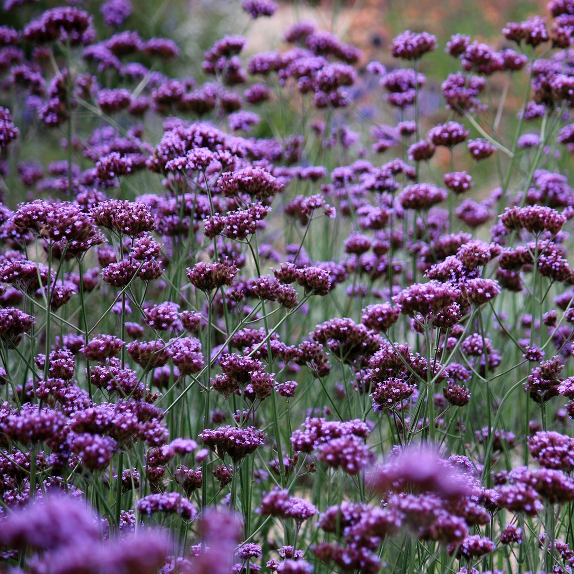 Verbena bonariensis