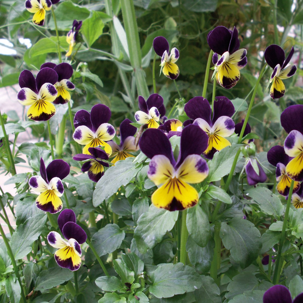 Viola 'Heartsease'