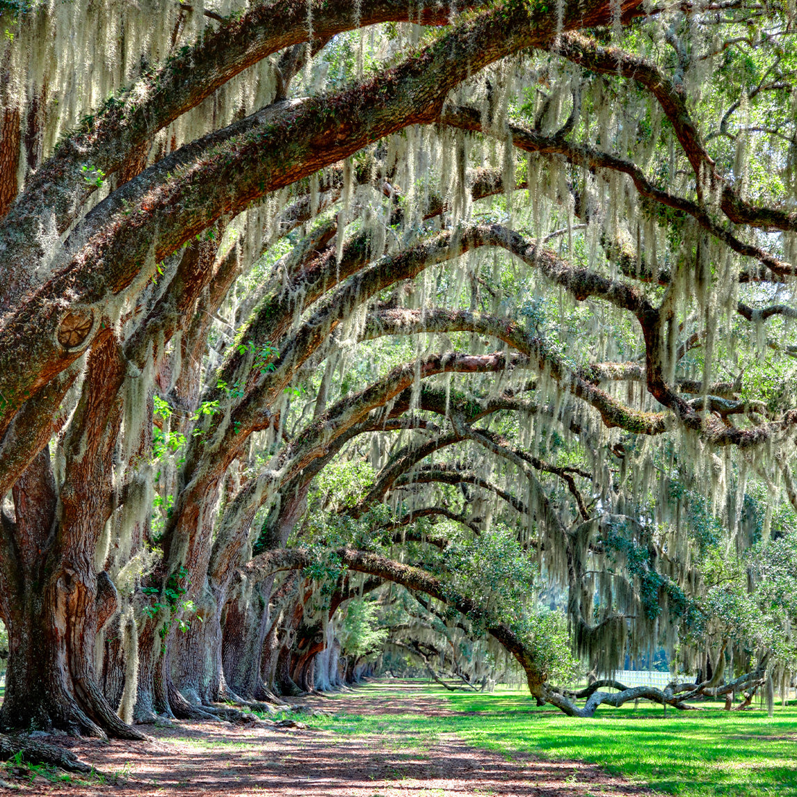 Virginia Oak