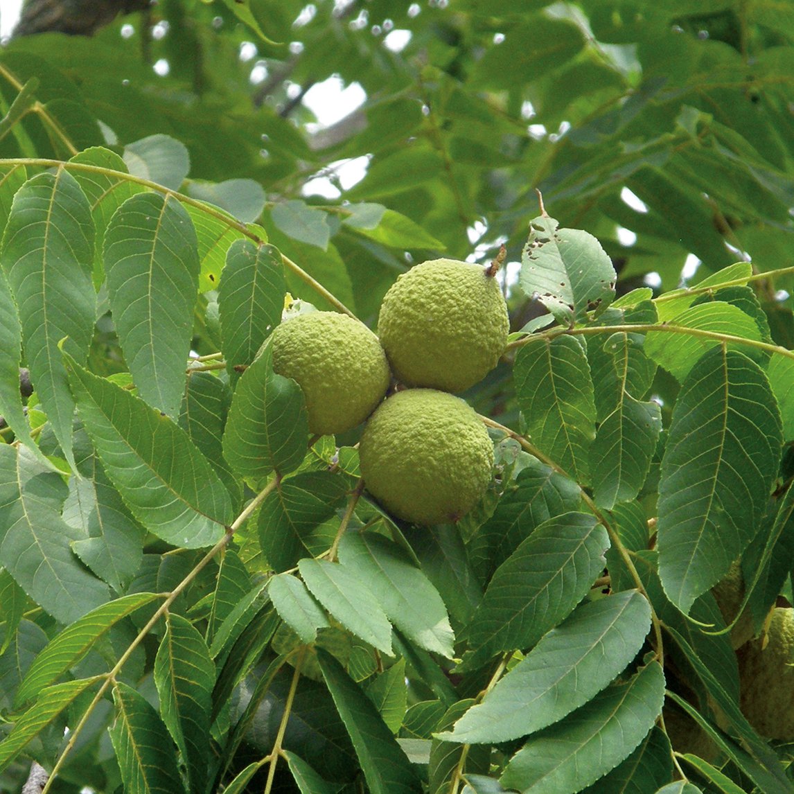 Walnut &#39;Black&#39;