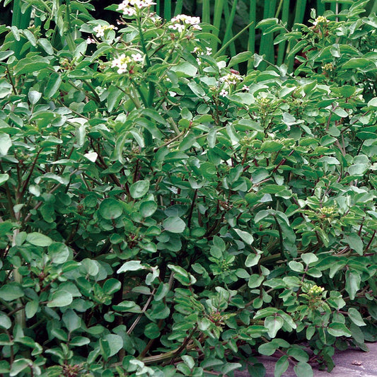 watercress-large-leaf-s326