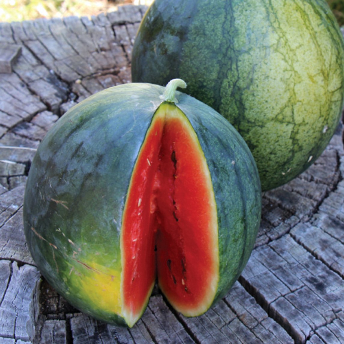 Watermelon 'Blacktail Mountain' (Organic)