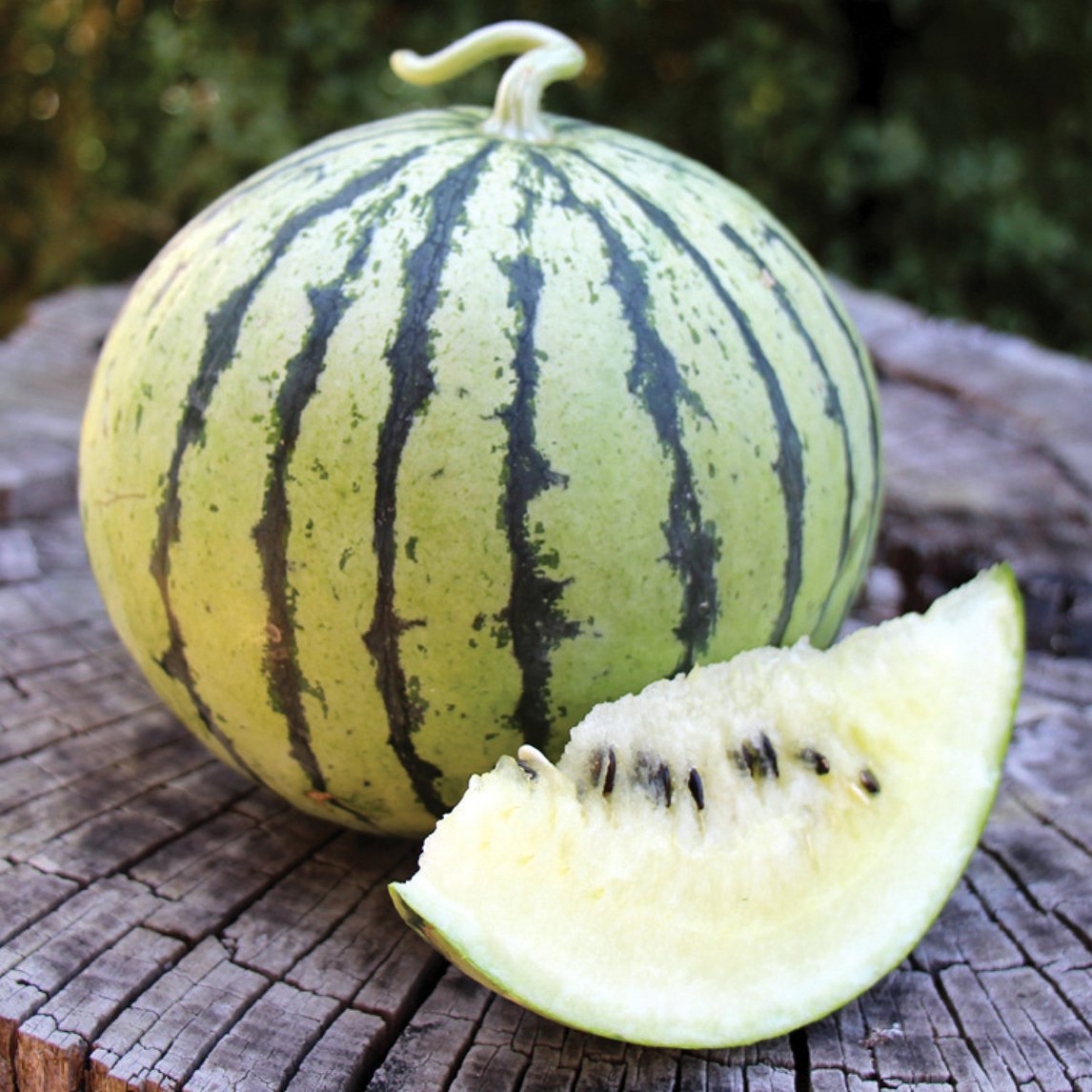 Watermelon 'Cream of Saskatchewan' (Organic)