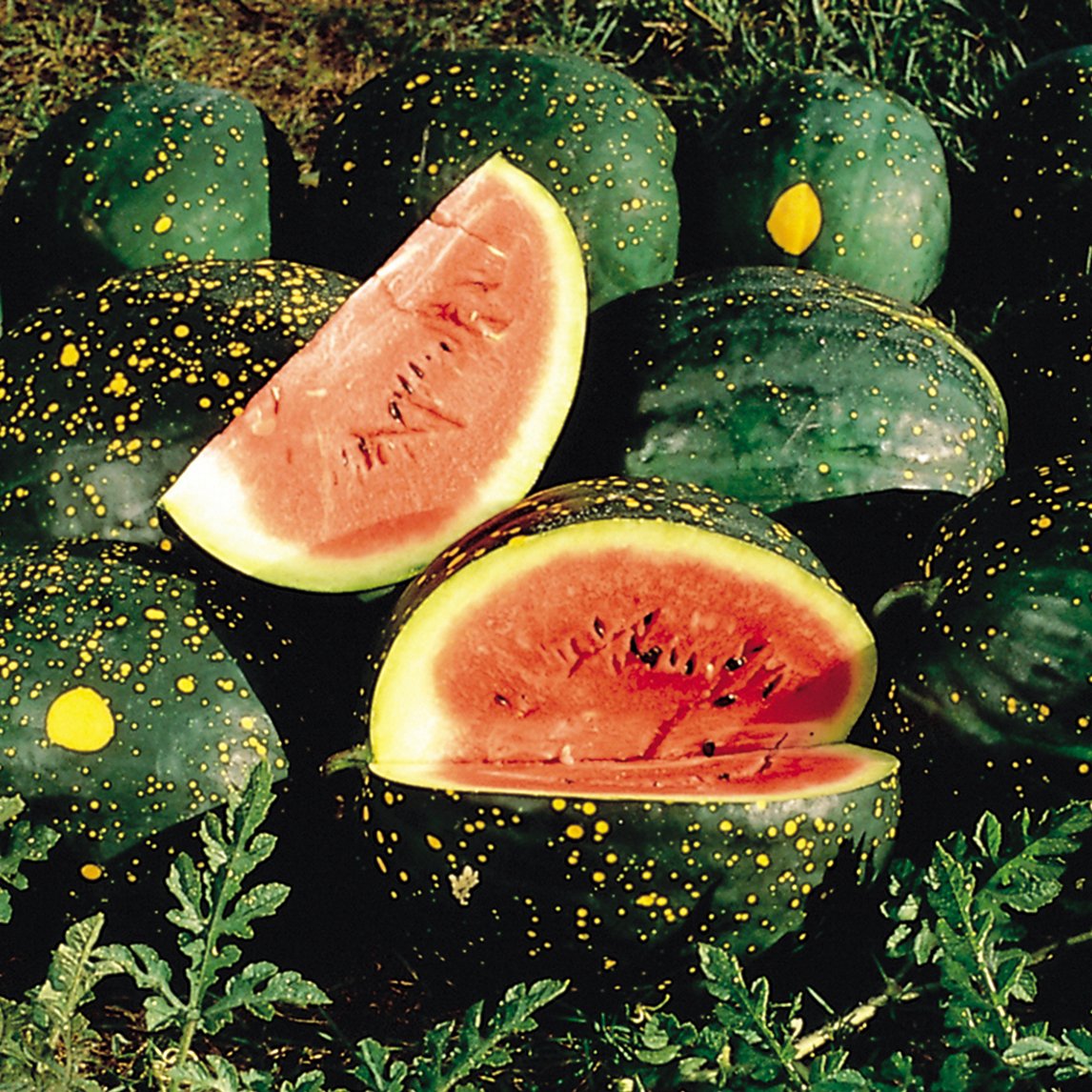 Watermelon &#39;Moon And Stars Red&#39;