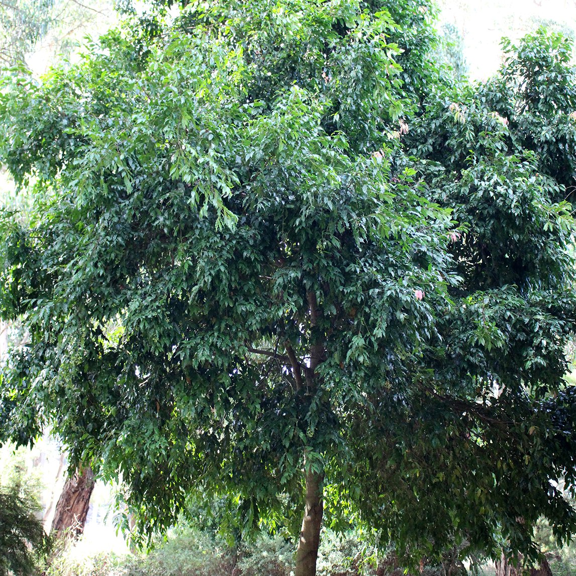Image of Lilly pilly trees with vines