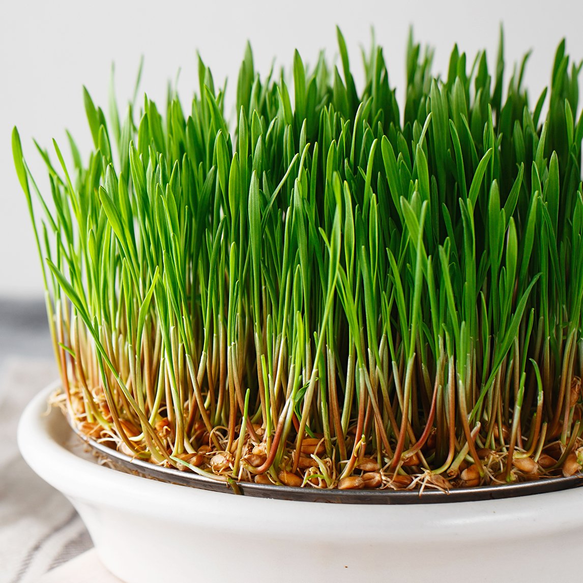 Wheatgrass Sprouts (Organic)