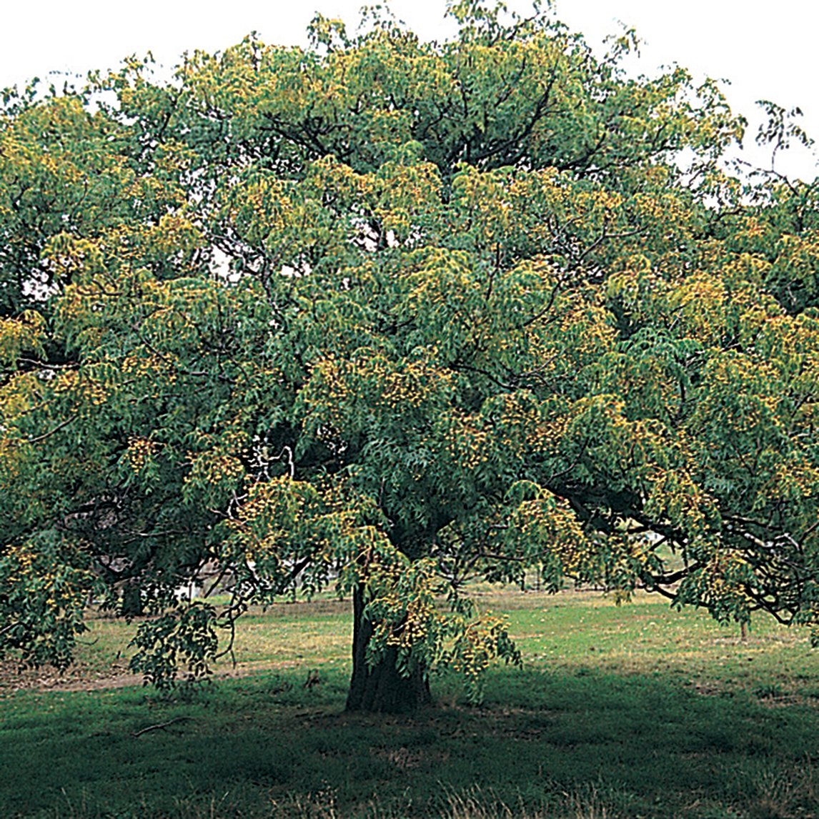 White Cedar
