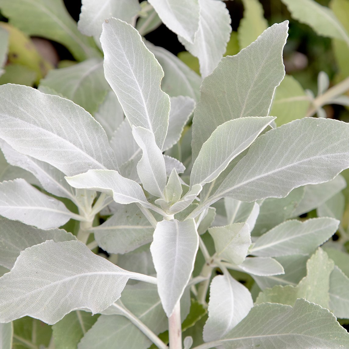 White Sage
