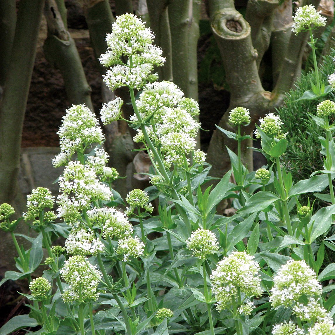 White Valerian