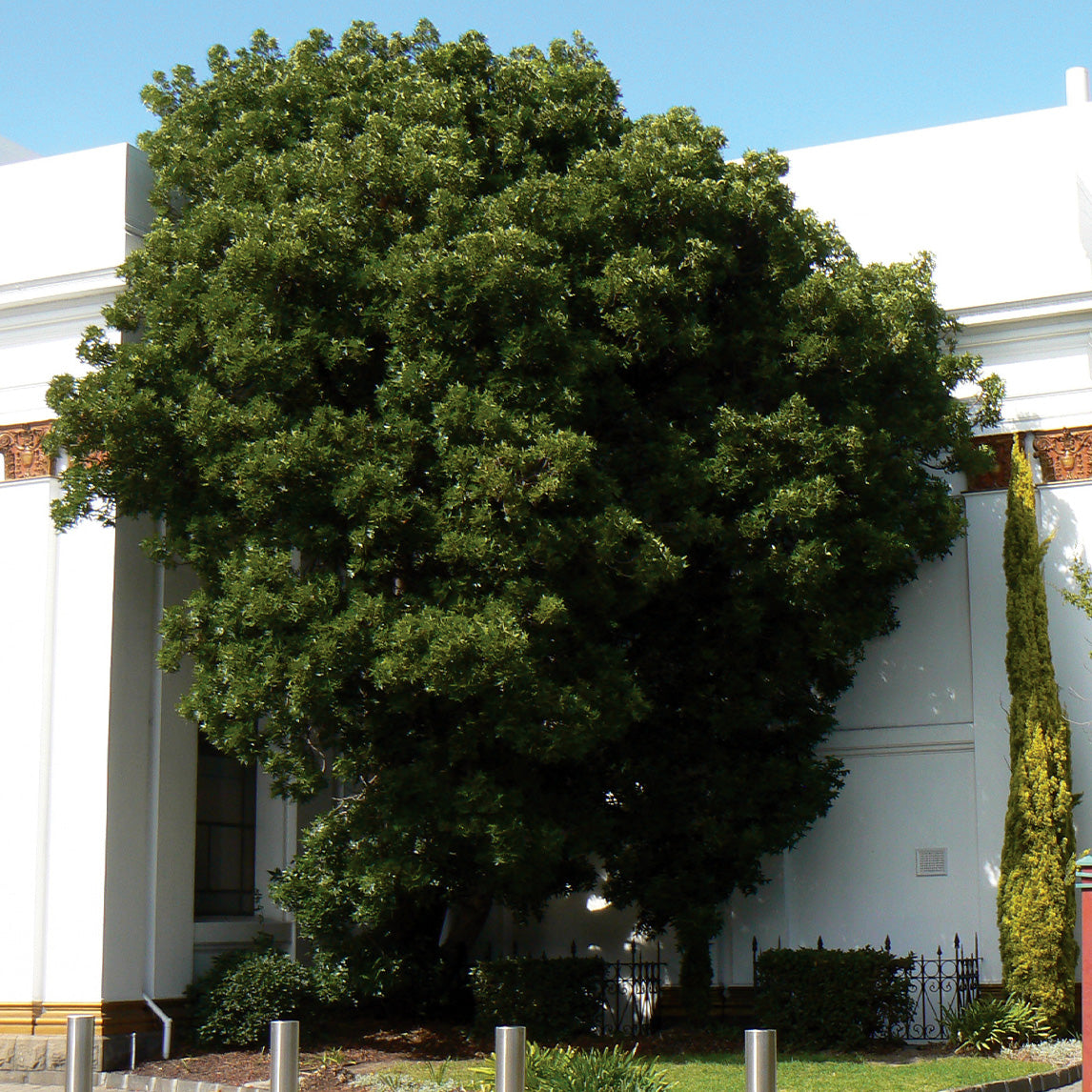 Wild Plum Syn Kaffir Plum