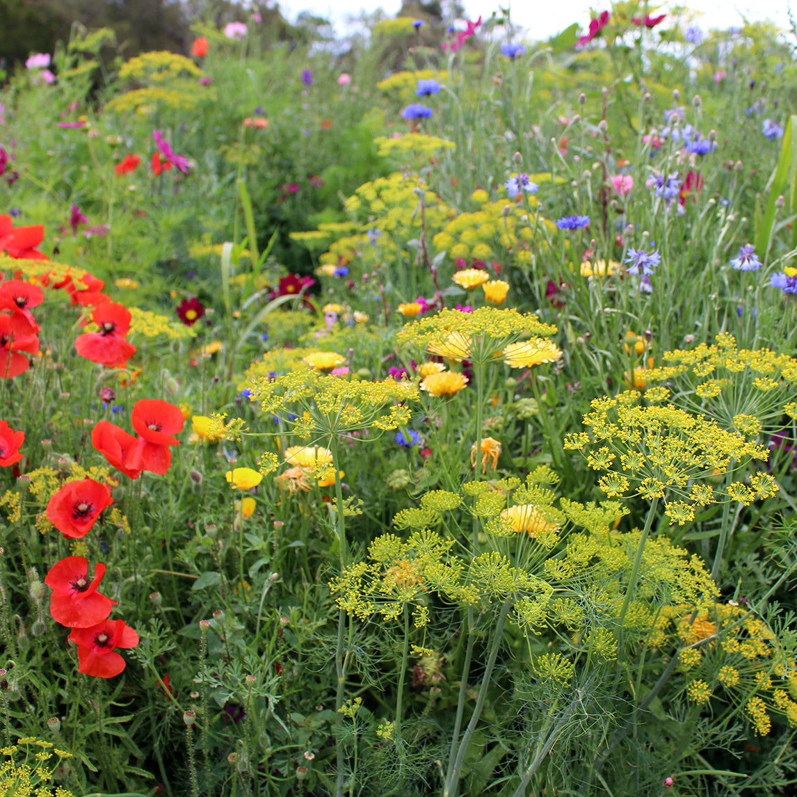 Wildflower Seeds For Bees