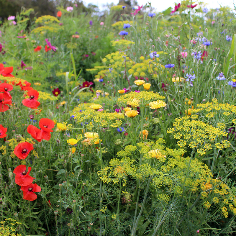Wildflower Seeds For Bees The Diggers Club