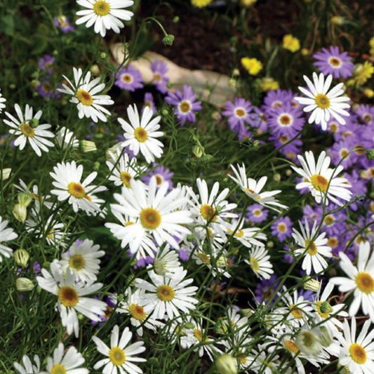 Wildflowers Waltzing Matilda