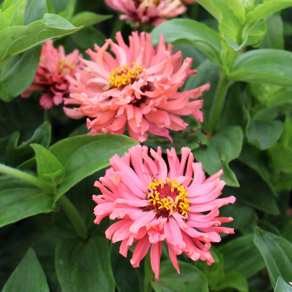 Zinnia 'Burpee Rose Giant'