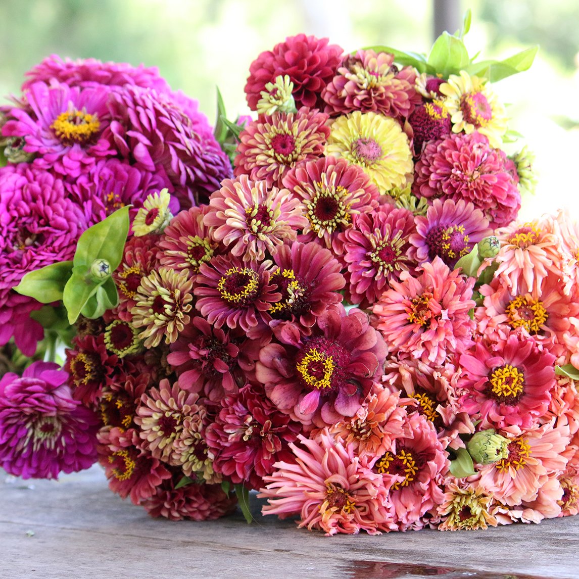 Zinnia Collection