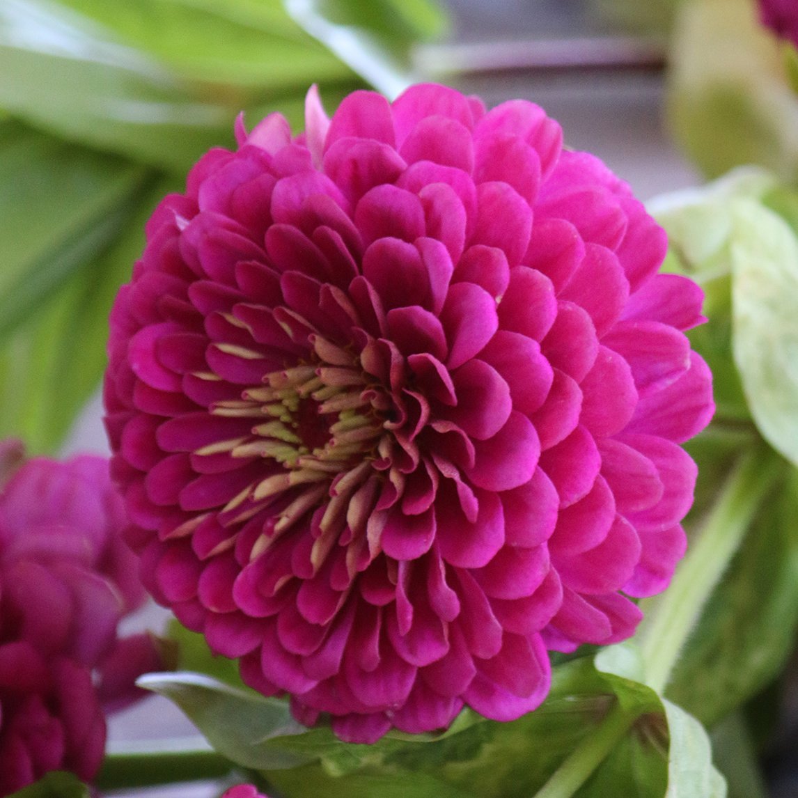 Zinnia 'Purple Prince'