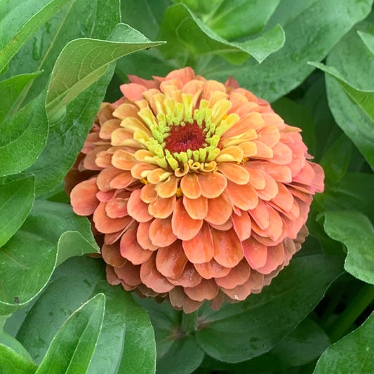 Zinnia ‘Queen Lime Orange’